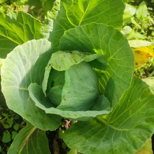 Cabbages