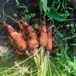 Carrot