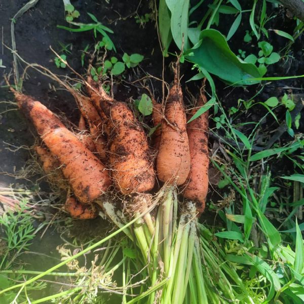Carrot