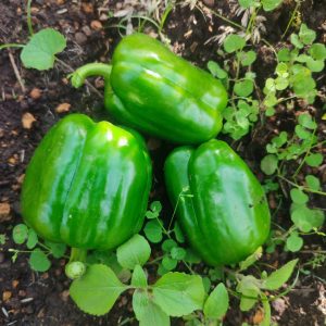 Green Pepper
