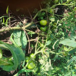 Tomatoes
